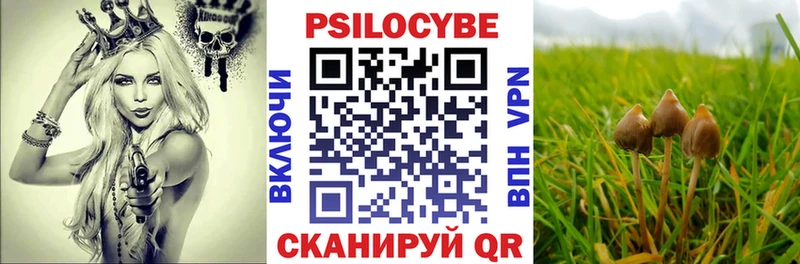 наркота  Ахтубинск  Псилоцибиновые грибы Psilocybine cubensis 
